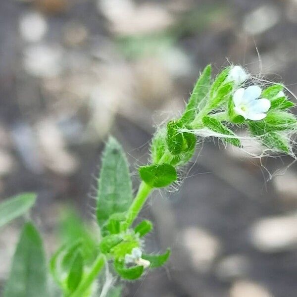 Lappula squarrosa Foglia