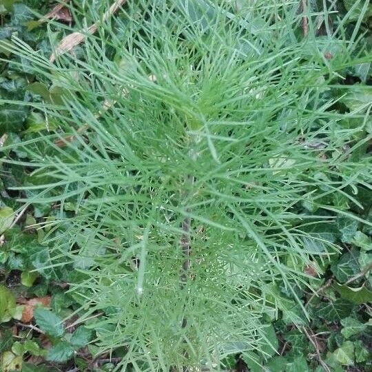 Cosmos bipinnatus Yaprak