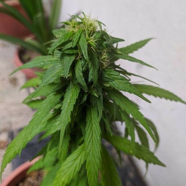 Cannabis sativa পাতা