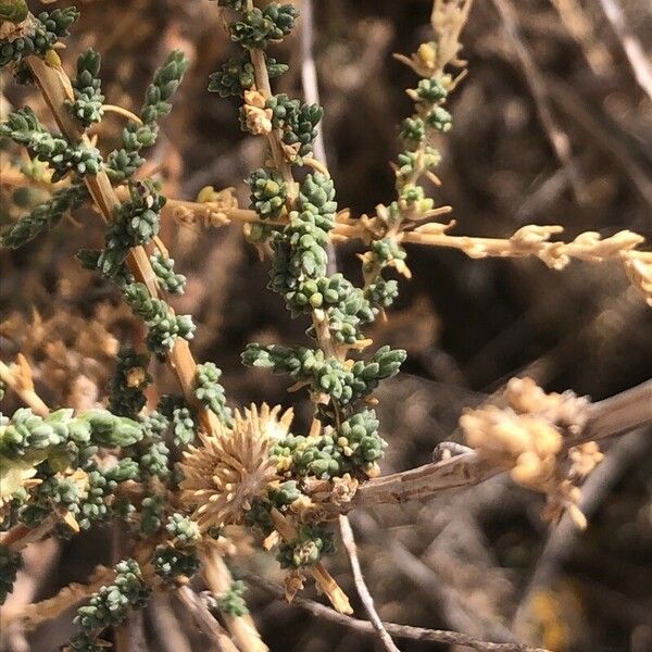 Salsola vermiculata Blatt