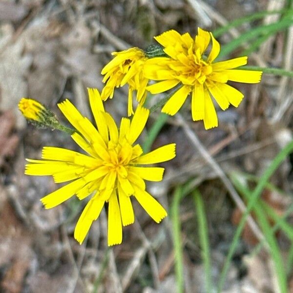 Hieracium murorum Cvet