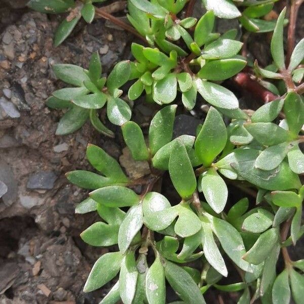 Ranunculus glacialis Folha