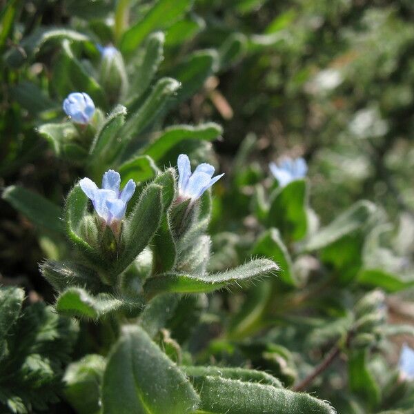 Nonea micrantha Blüte