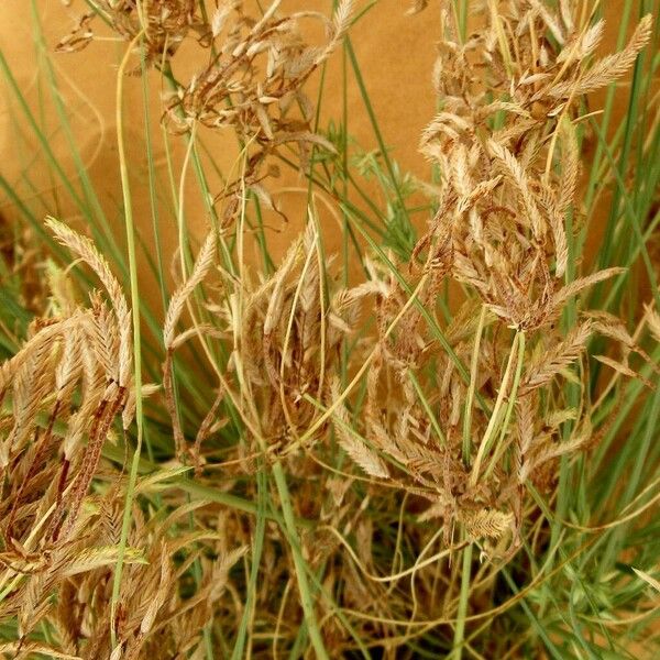 Cyperus conglomeratus 果實