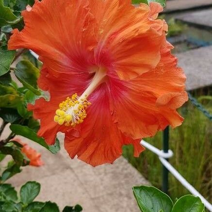 Hibiscus rosa-sinensis Flor