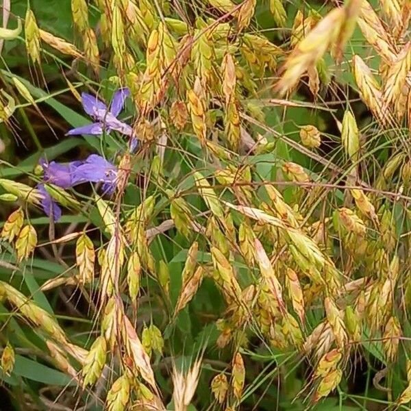 Bromus secalinus Кветка