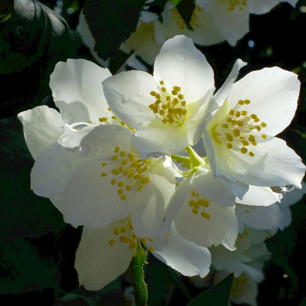 Philadelphus lewisii Flower