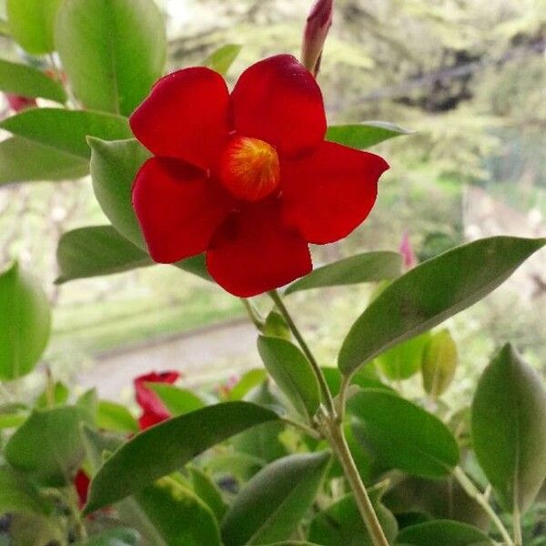 Mandevilla laxa Flower