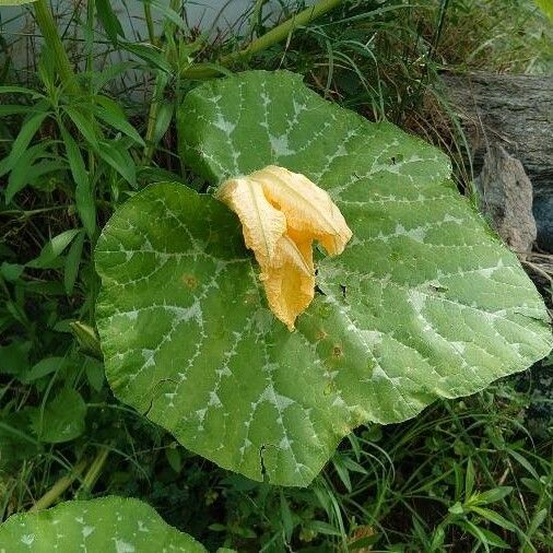 Cucurbita maxima Flower