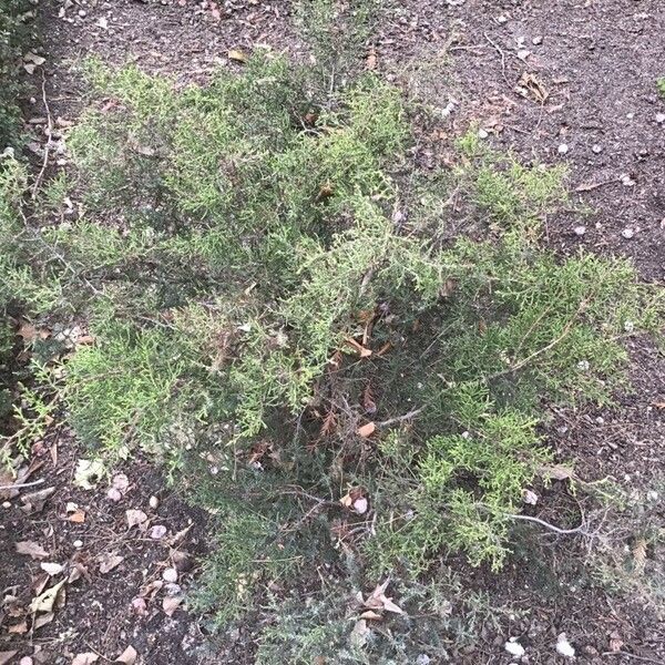 Juniperus ashei Habitat