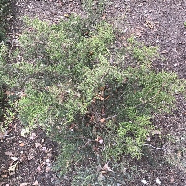 Juniperus ashei Hábito