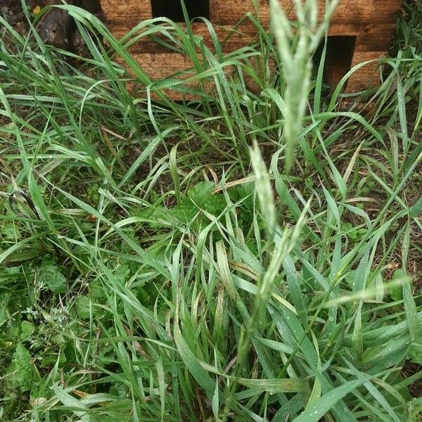 Bromus inermis Leaf