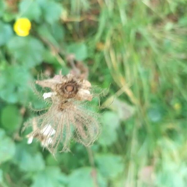 Geum montanum Frukto