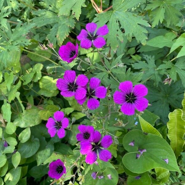 Geranium psilostemon Blomma