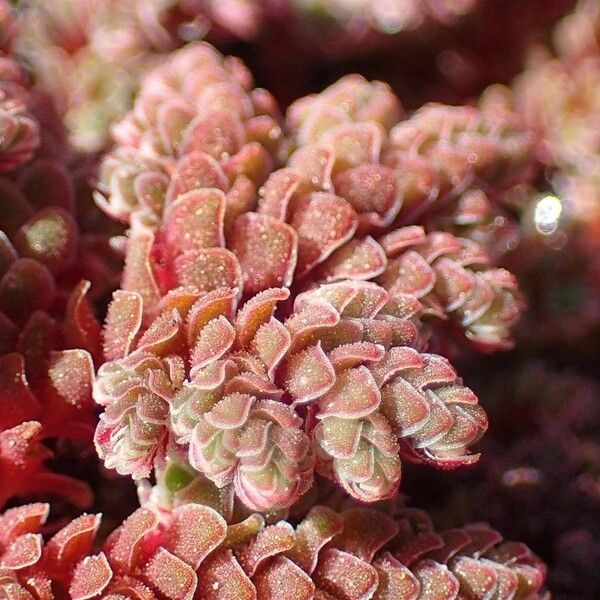 Azolla filiculoides Flower