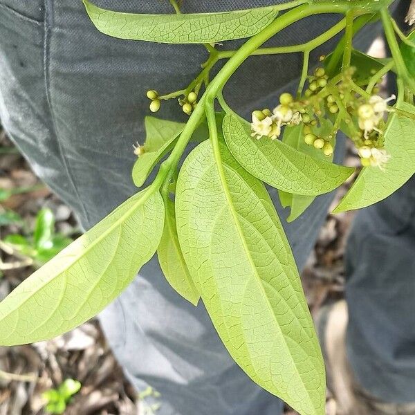 Cordia collococca Leaf