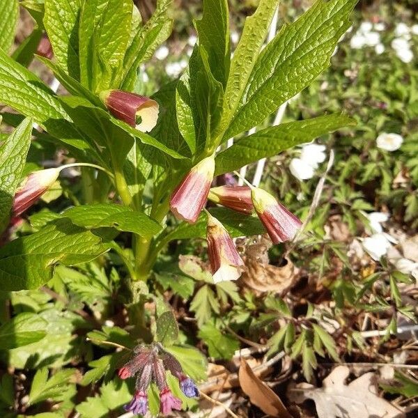 Scopolia carniolica Flors