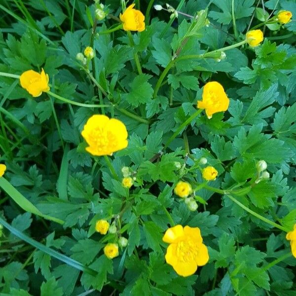 Ranunculus repens Цвят