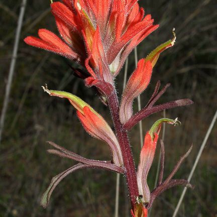 Castilleja affinis Žiedas