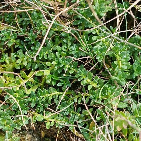 Lysimachia maritima Alkat (teljes növény)