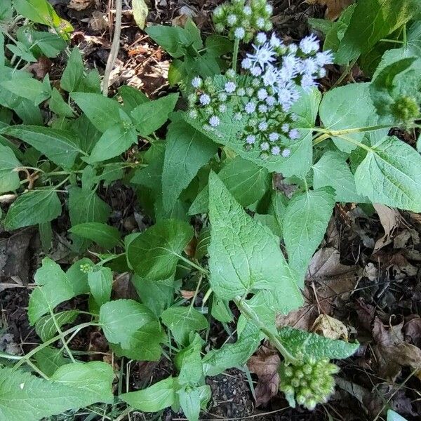 Conoclinium coelestinum पत्ता