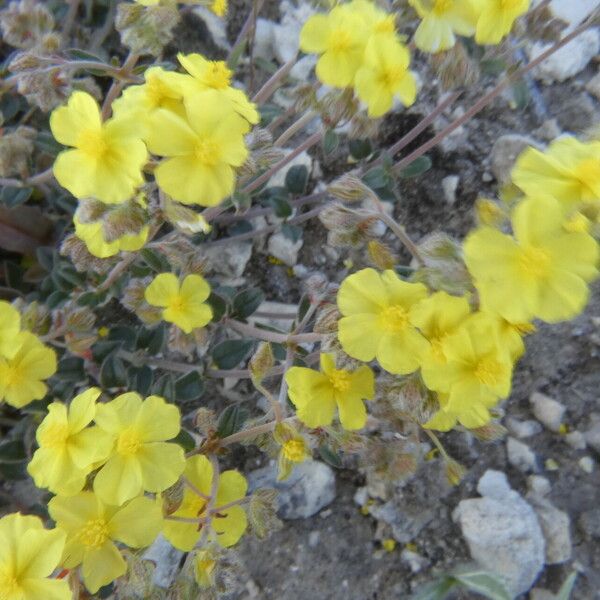 Helianthemum cinereum Flower