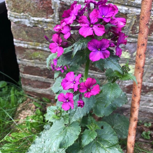 Lunaria annua Flower