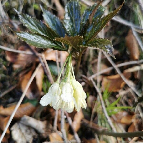 Cardamine enneaphyllos 花