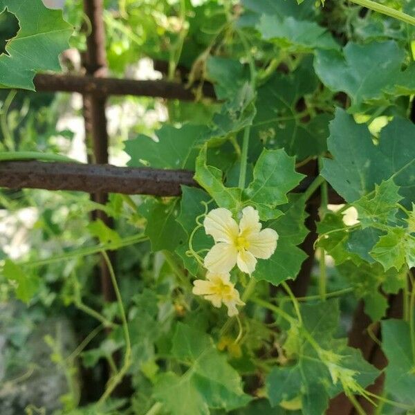 Momordica balsamina Blomma