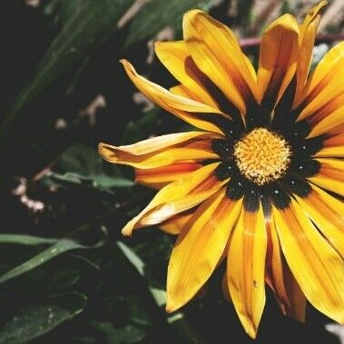 Gazania rigens Flower