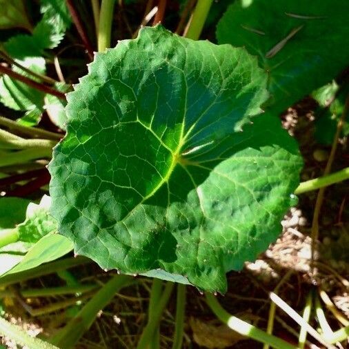 Ligularia dentata 葉