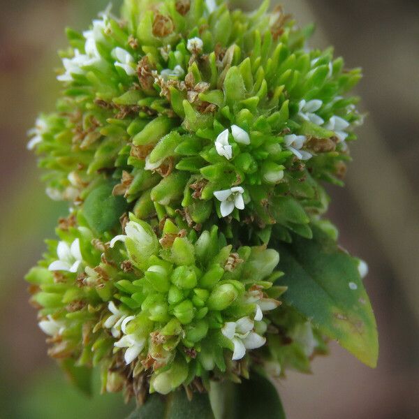 Mitracarpus hirtus Blüte