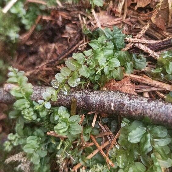 Veronica serpyllifolia पत्ता