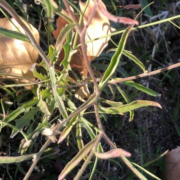 Andryala integrifolia Φύλλο