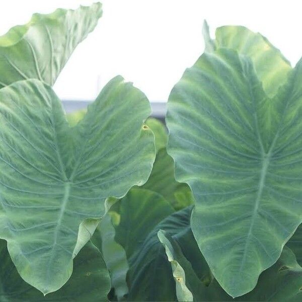 Colocasia esculenta পাতা