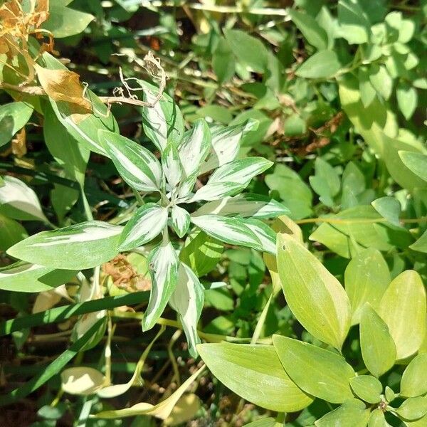 Alstroemeria psittacina Blatt