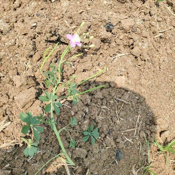 Cleome chelidonii Flower