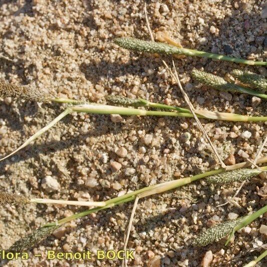 Sporobolus alopecuroides Bark