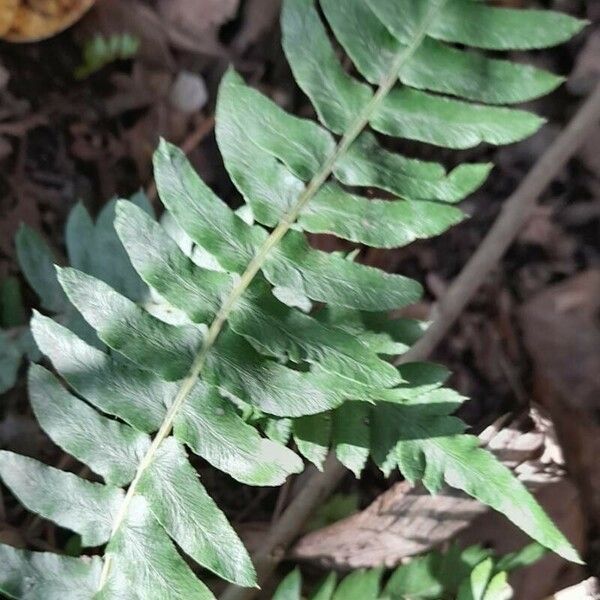Blechnum australe Leaf