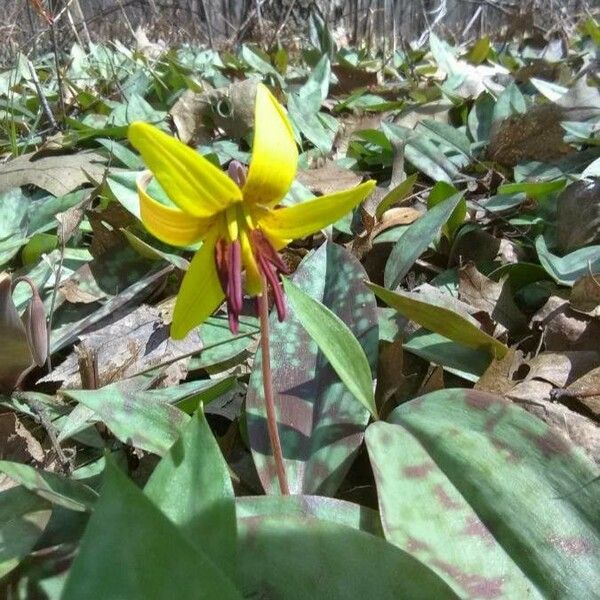 Erythronium americanum फूल