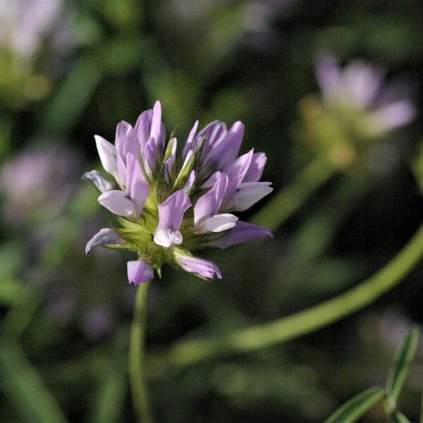 Bituminaria bituminosa Blüte