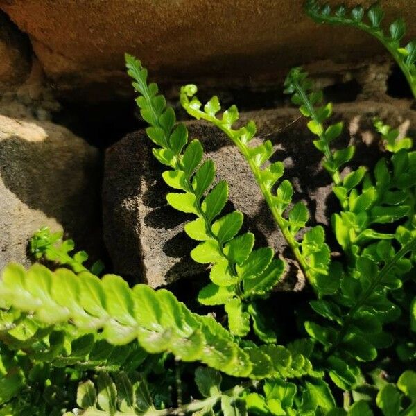 Asplenium viride Folha