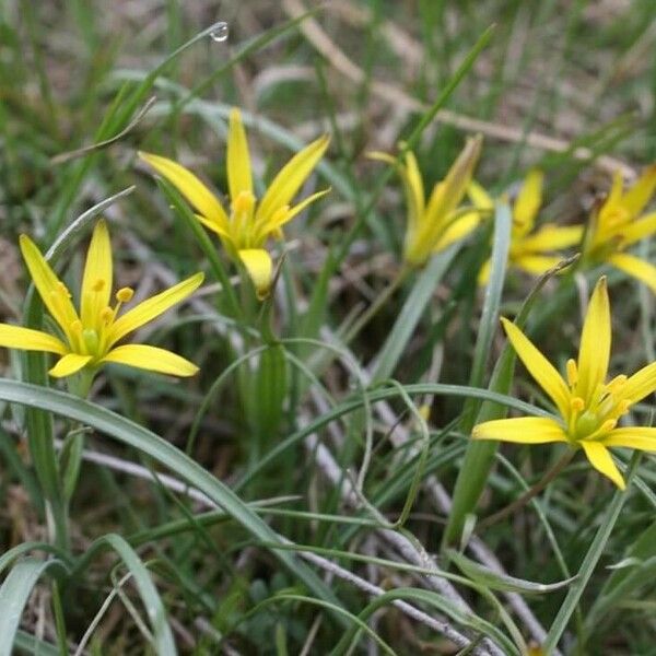 Gagea pratensis Blomma