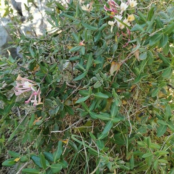 Lonicera implexa 形态