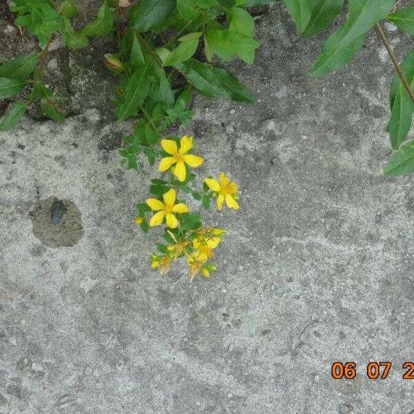 Hypericum humifusum Flower