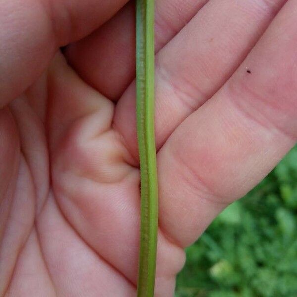 Anthriscus sylvestris Kaarna