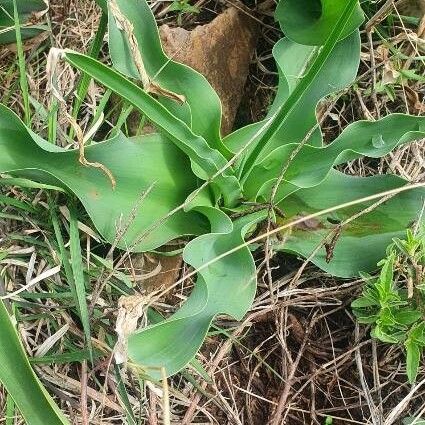 Crinum macowanii Lehti