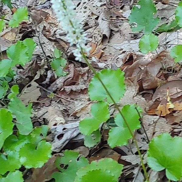 Galax urceolata Leaf