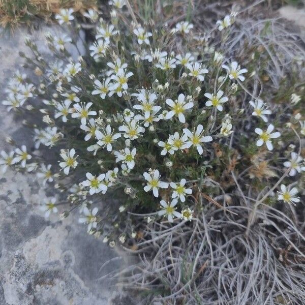 Arenaria grandiflora Kvet