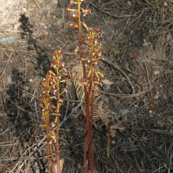 Corallorhiza maculata फूल